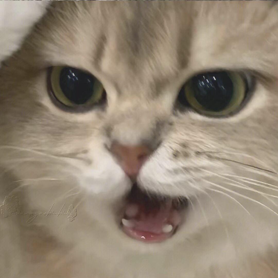 打烊y