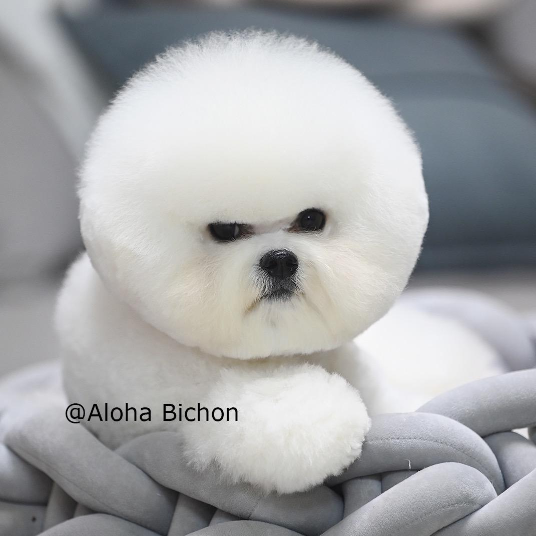 Aloha比熊排行一犬舍（招学徒助理）