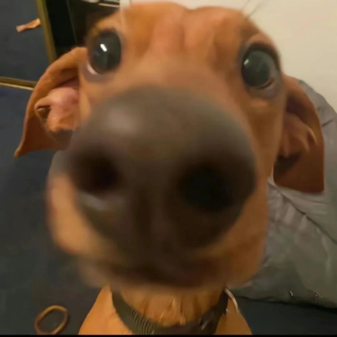 狗呆呆狗