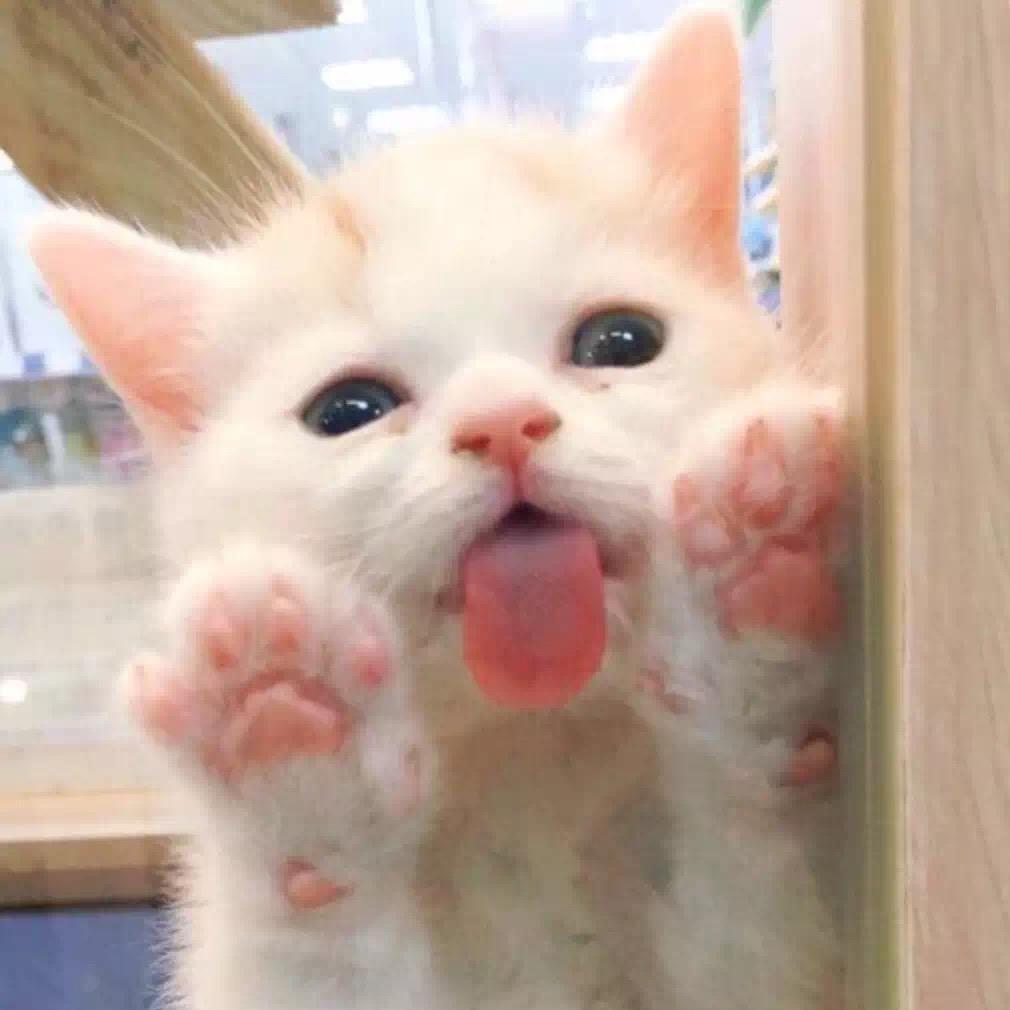 板栗