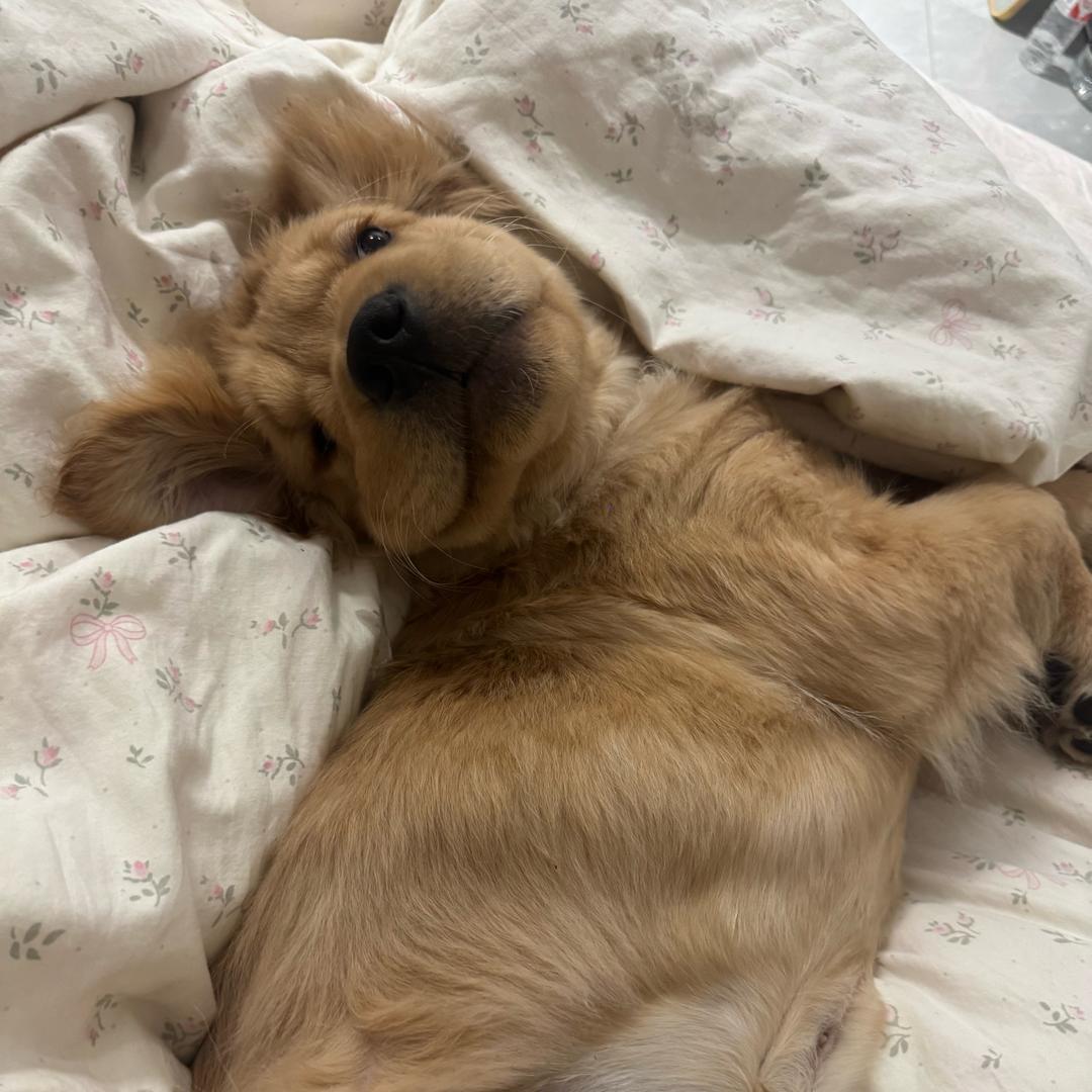 是咪咪不是喵喵