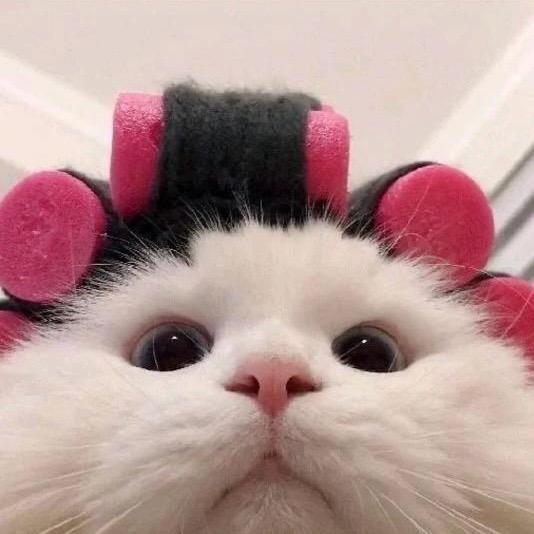 鼠鼠ㅤ