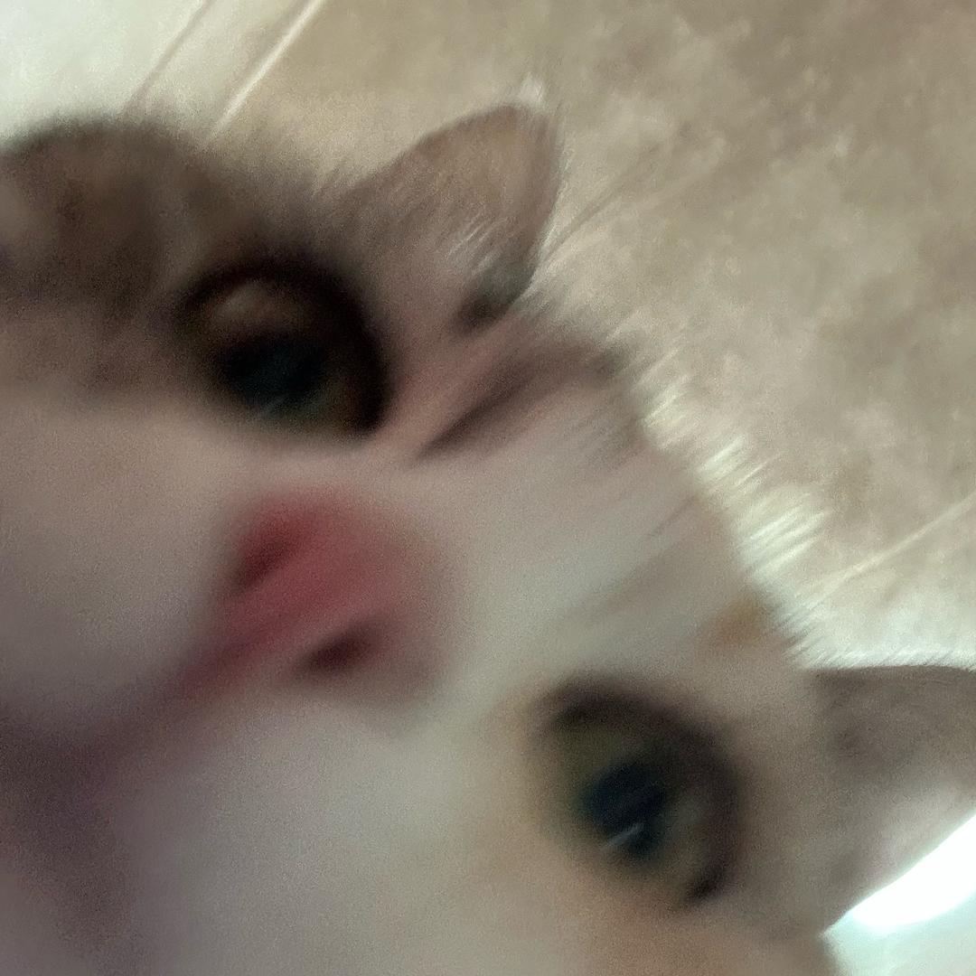 猫场作证人