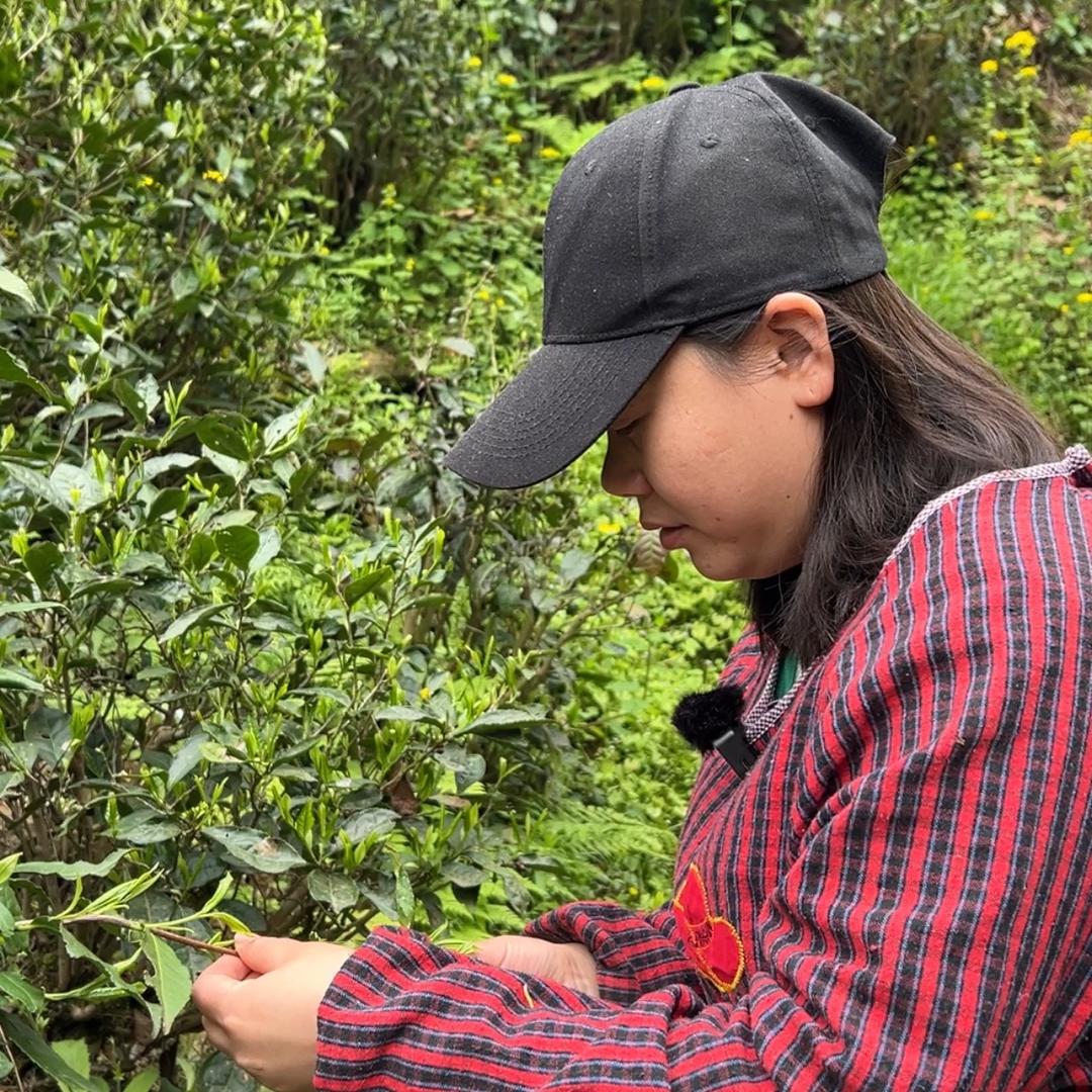 霄坑五队绿茶（源头茶农）