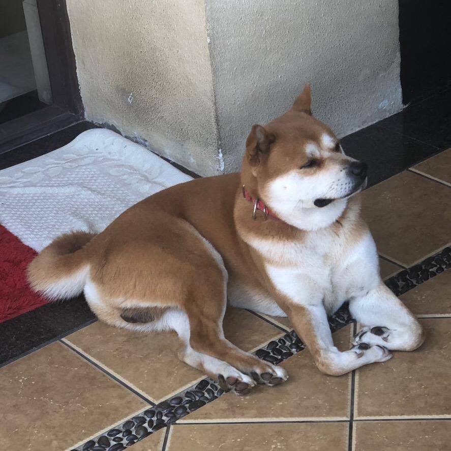 爱我中华田园犬