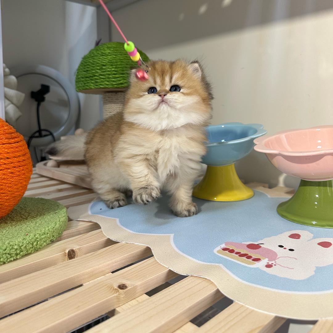 二彤家的猫