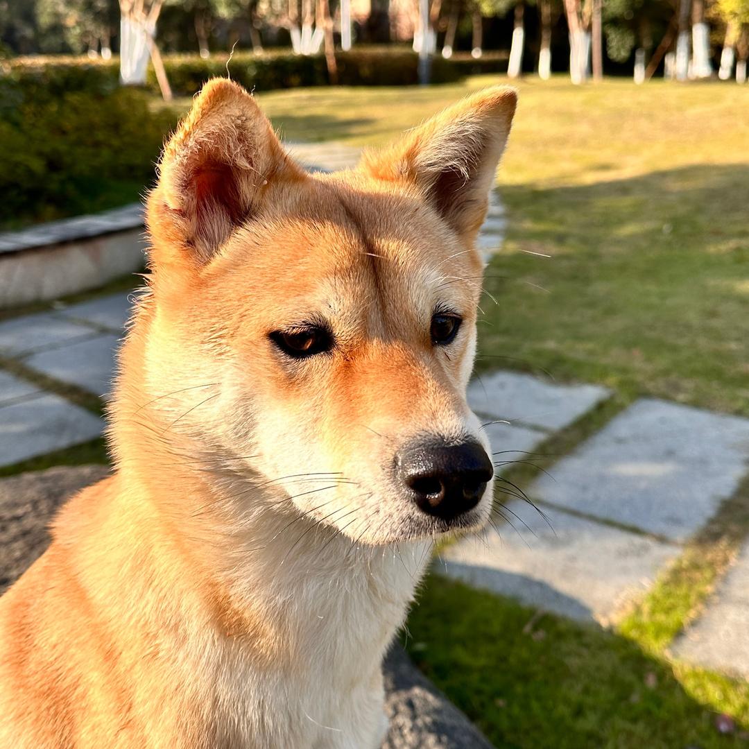 中华田园犬肉丝（ROSE）