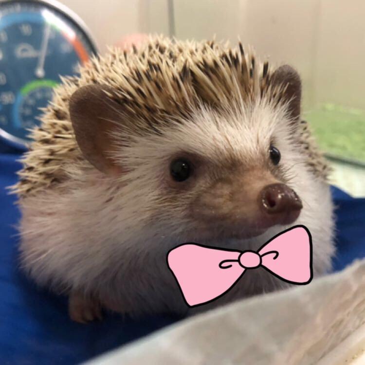 非迷二胖的日常🦔🦔
