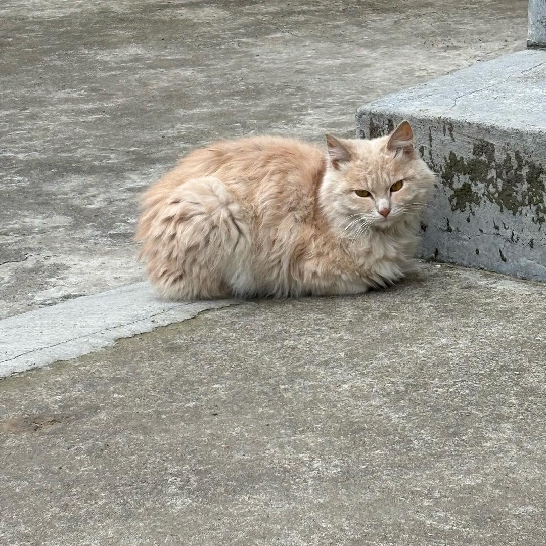 小羊快跑
