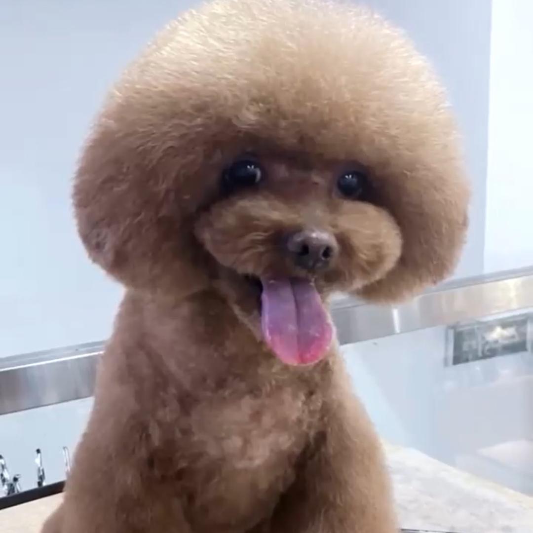我是茶茶呀