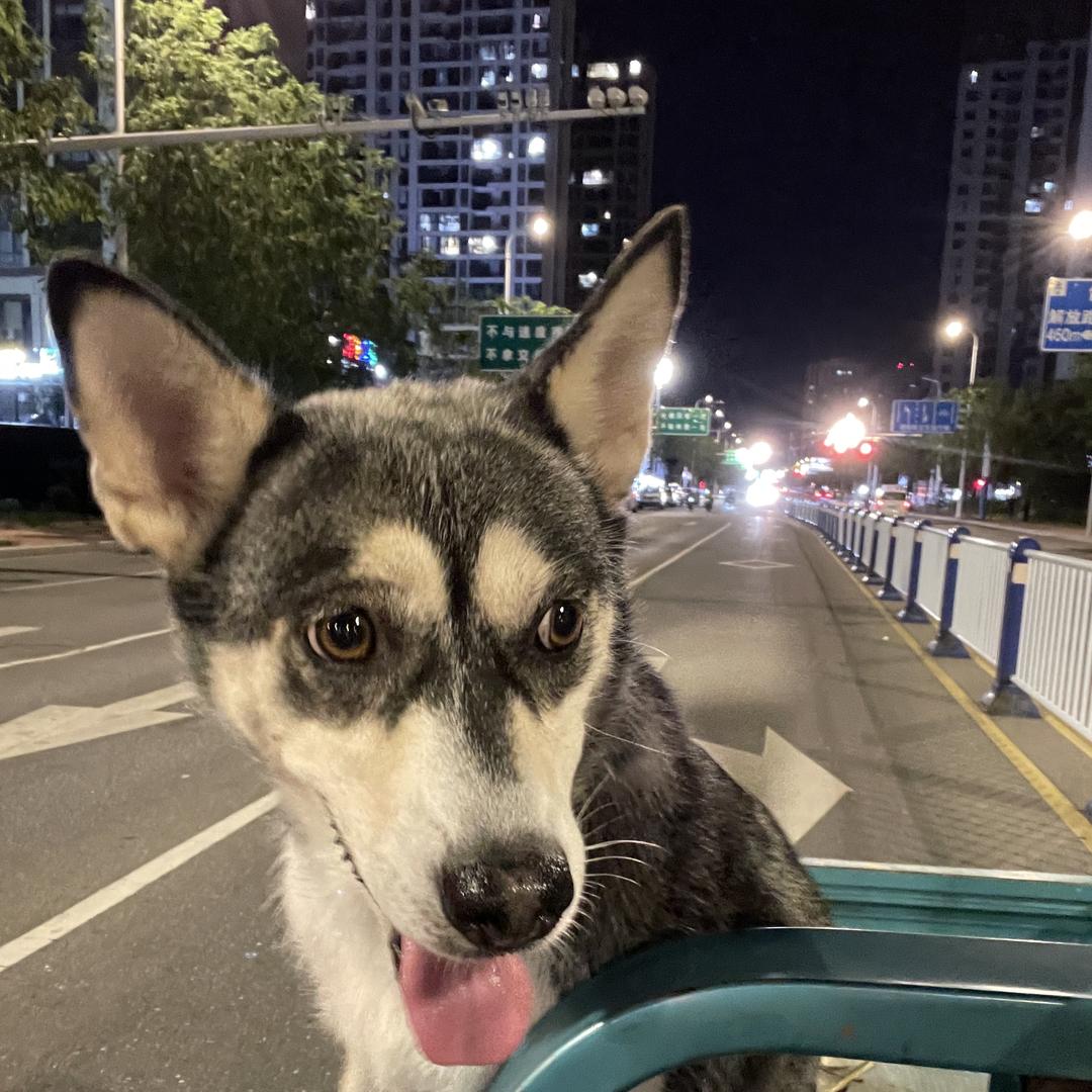 木木鲜花店（临泉一中北门对面）