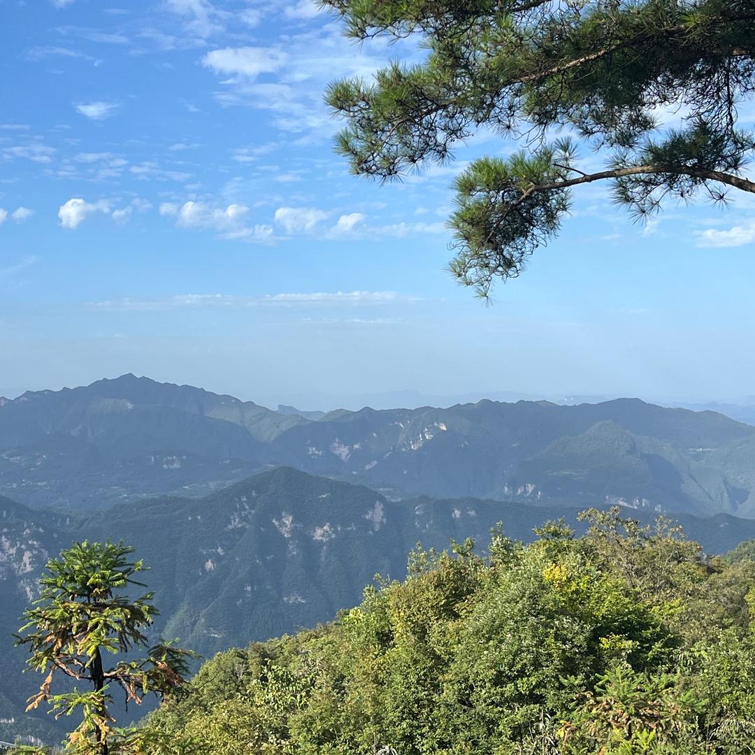 枫