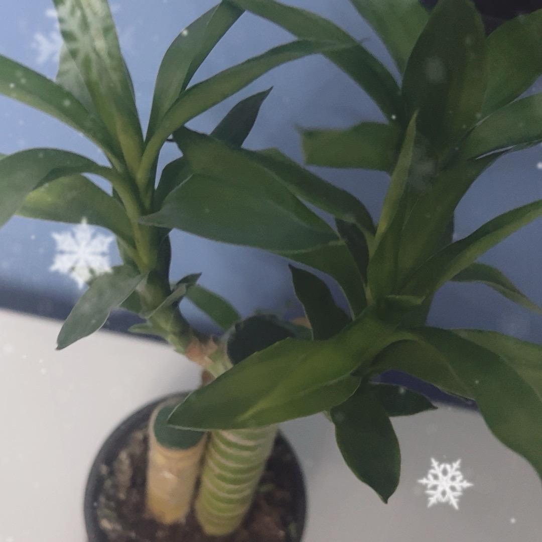 樱桃小果董🍒