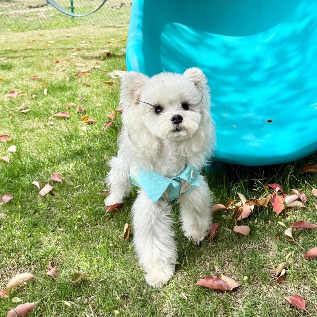 东莞常平萌宠有家