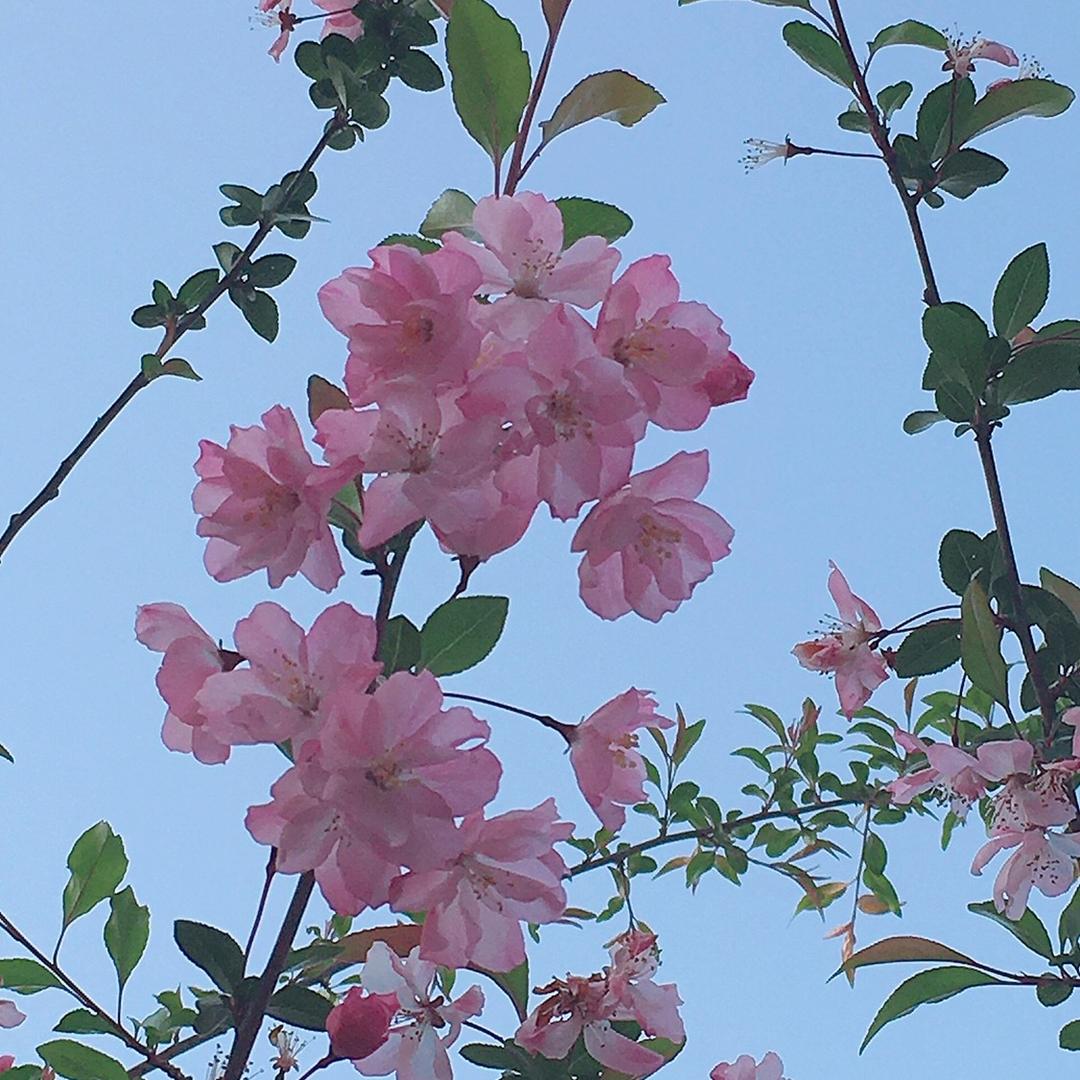小花花🌸🌸