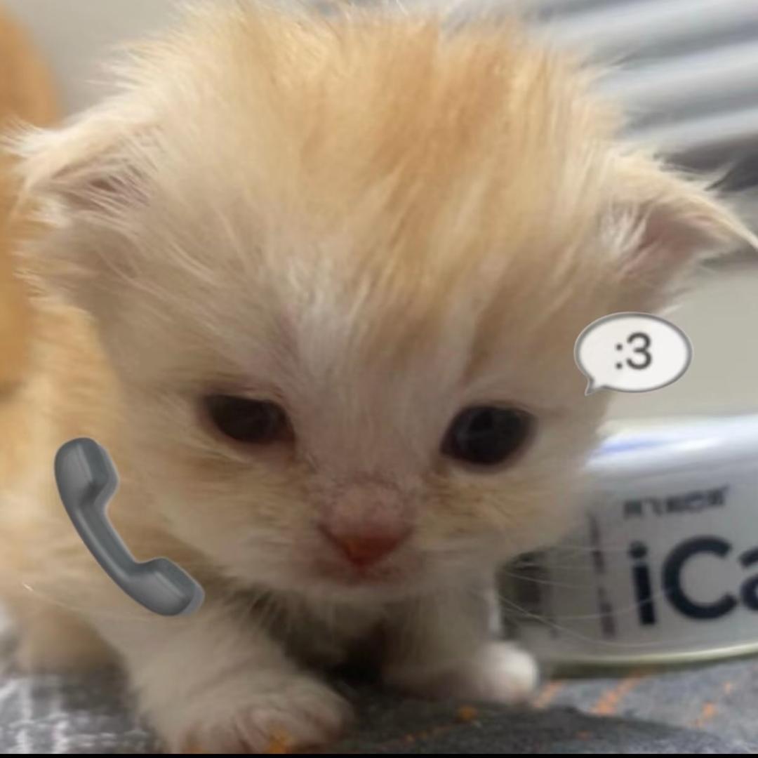 zzzcici