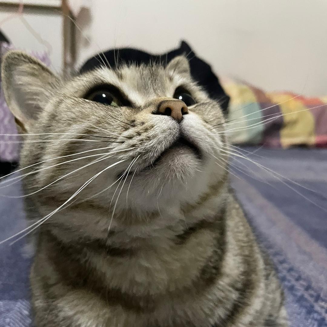 呼噜呼噜