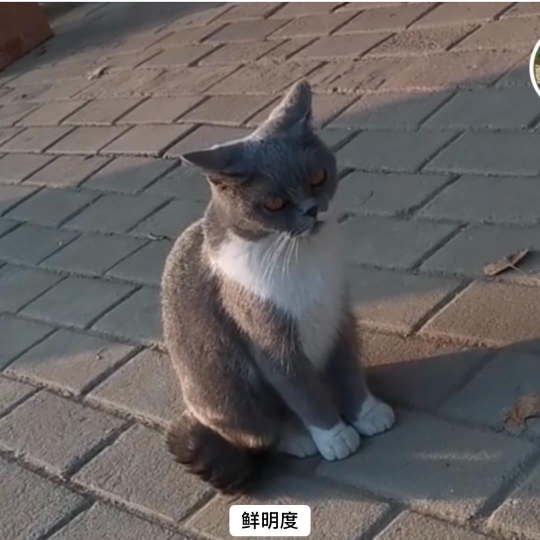 傻猫