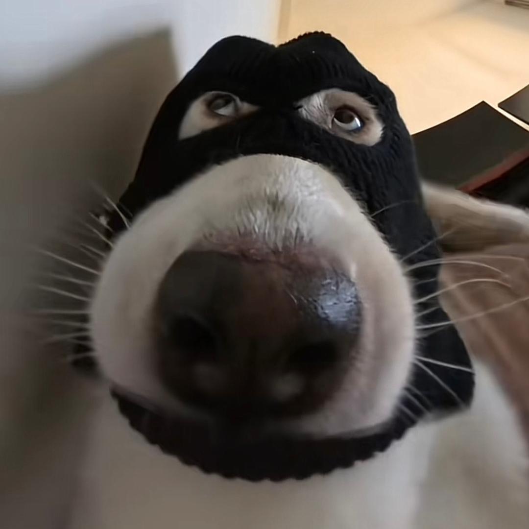 灰灰子