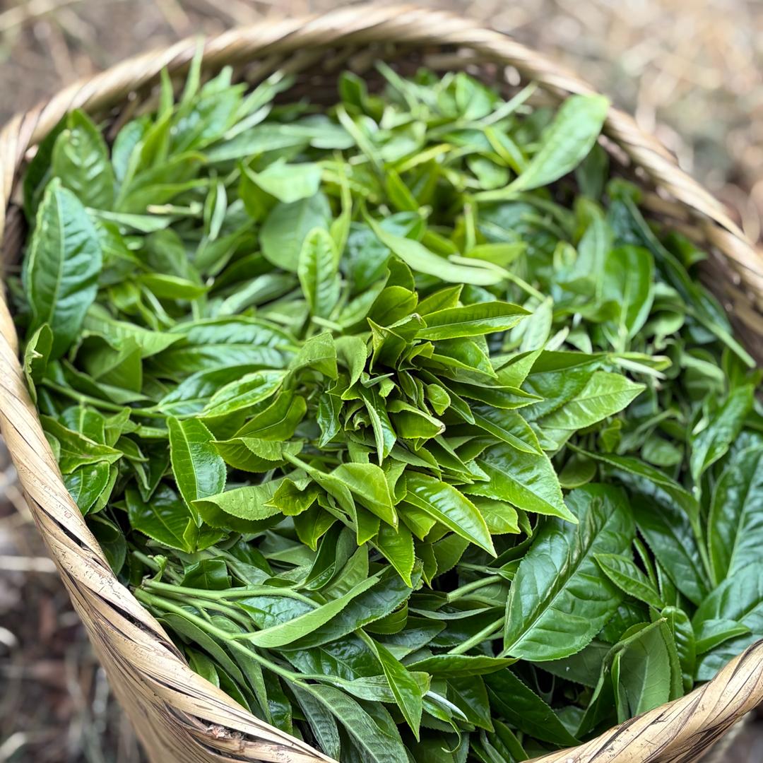 勐库冰岛趣山茶叶