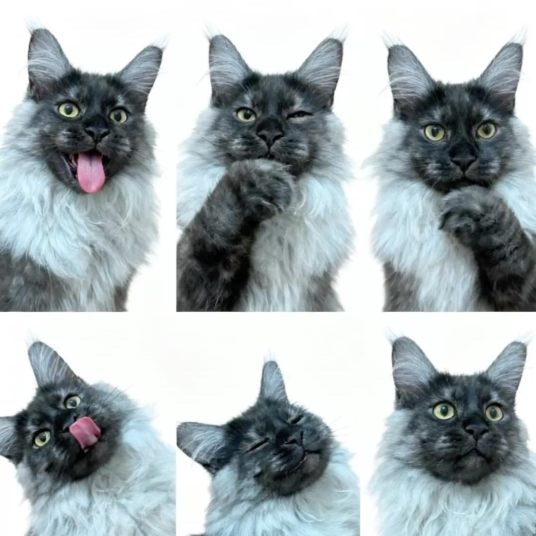 嘿狗不是胖子（缅因布偶）