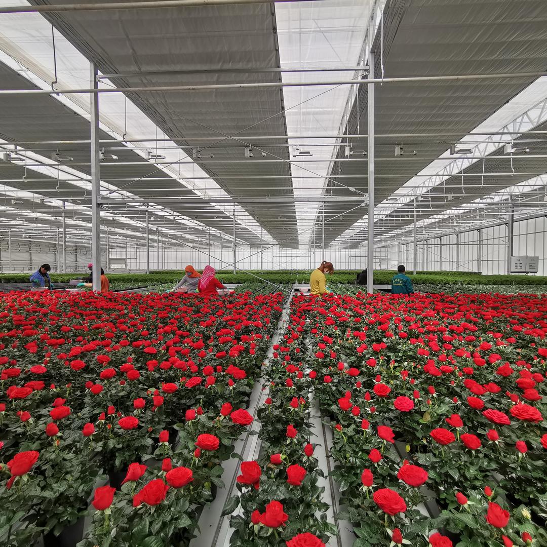 桃花岛花卉基地