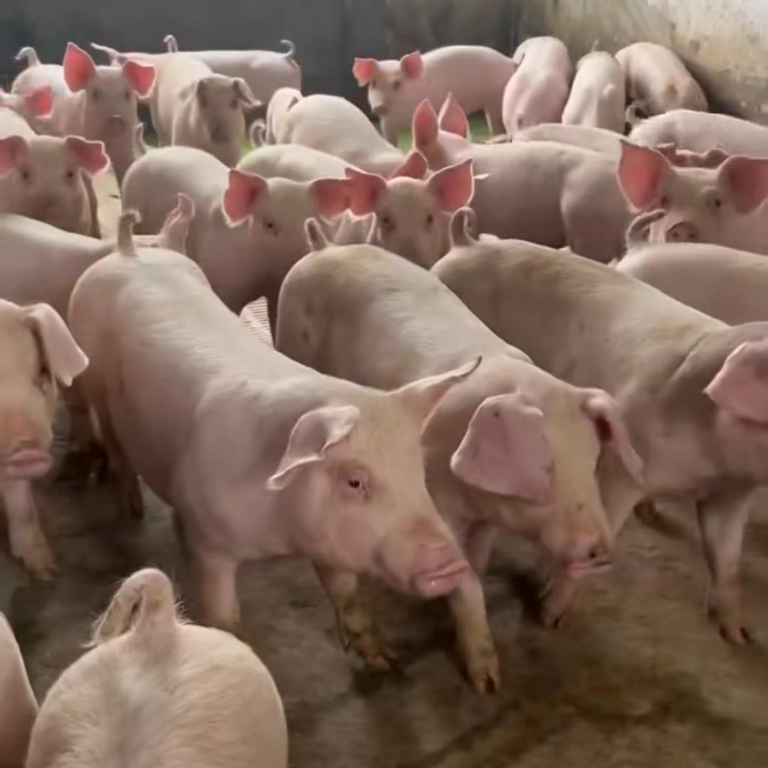 山东仔猪行情价格