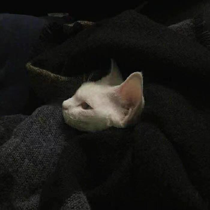 咩咩（三角洲版）