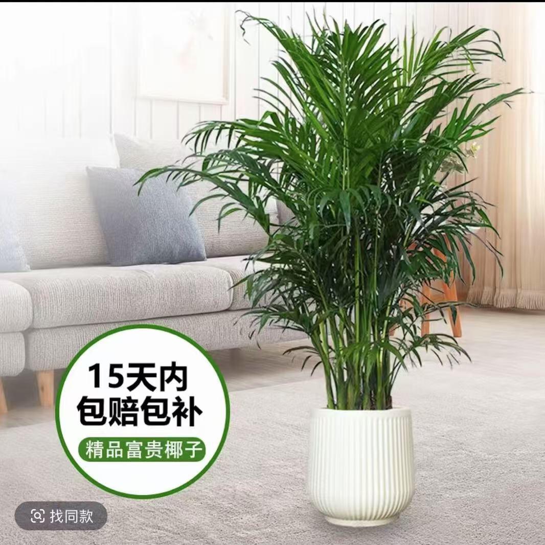 木林森园艺