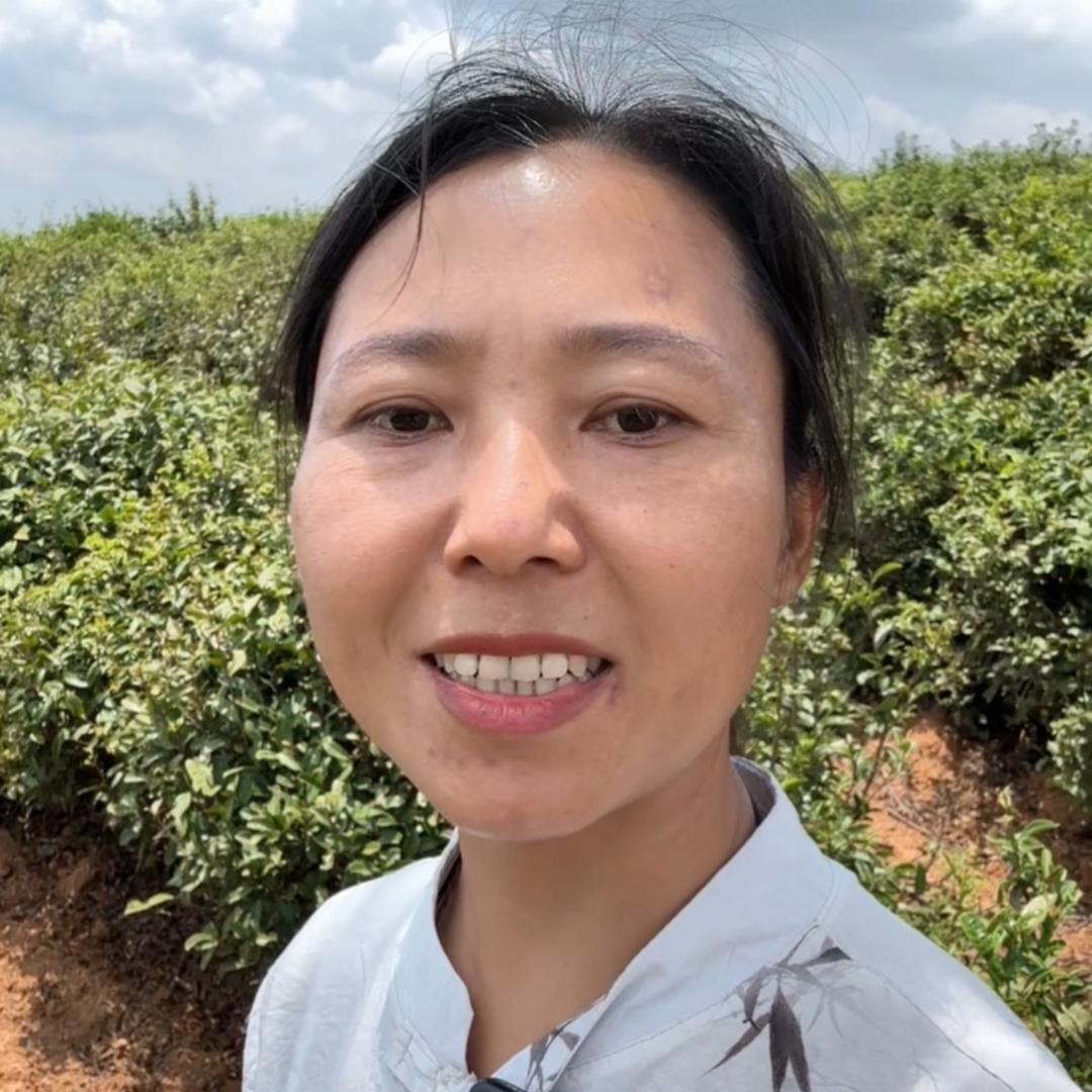 杨月月的高山茶园