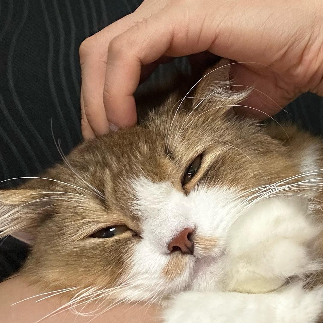 榴莲人