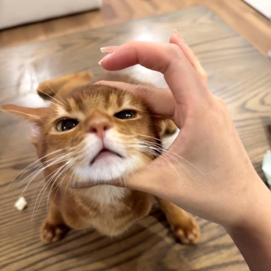 肉豆小屎（休学版