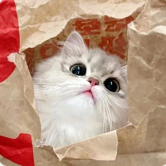 土豆土豆土豆豆