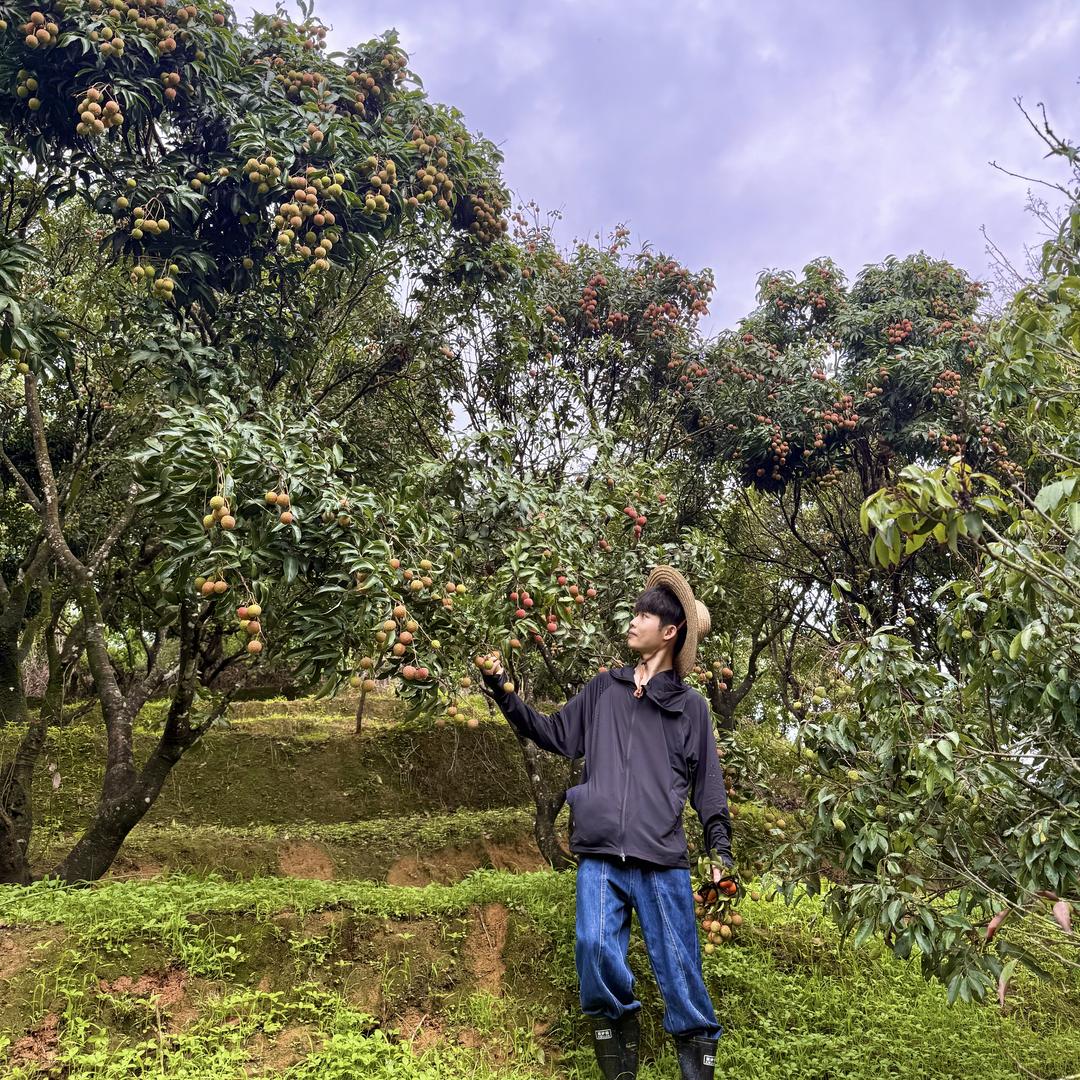 岭南果香