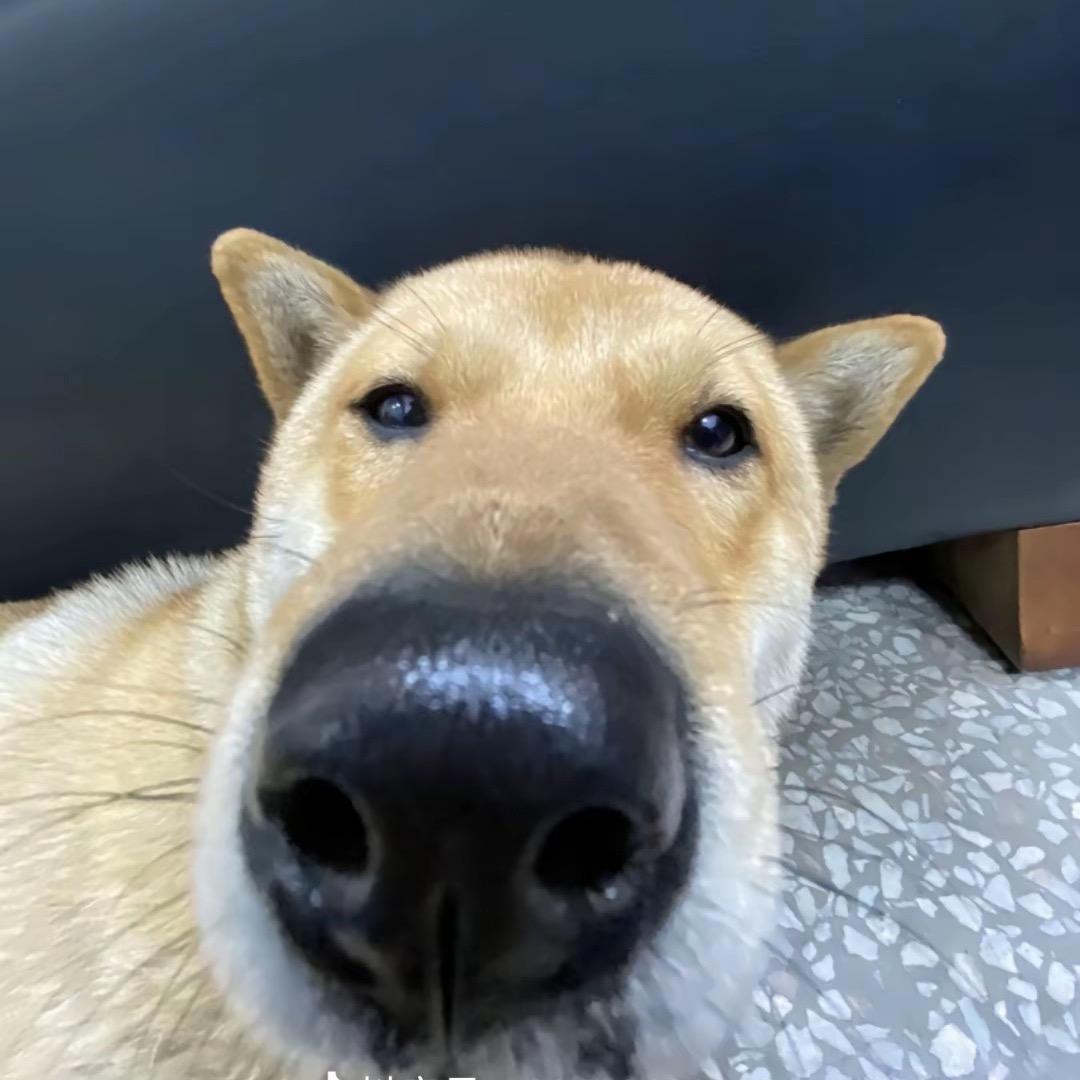 交霸钳🔨