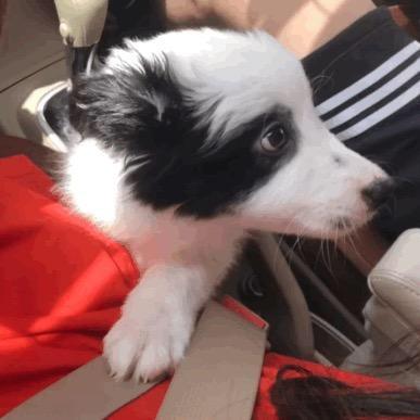 有一只边牧叫哈里