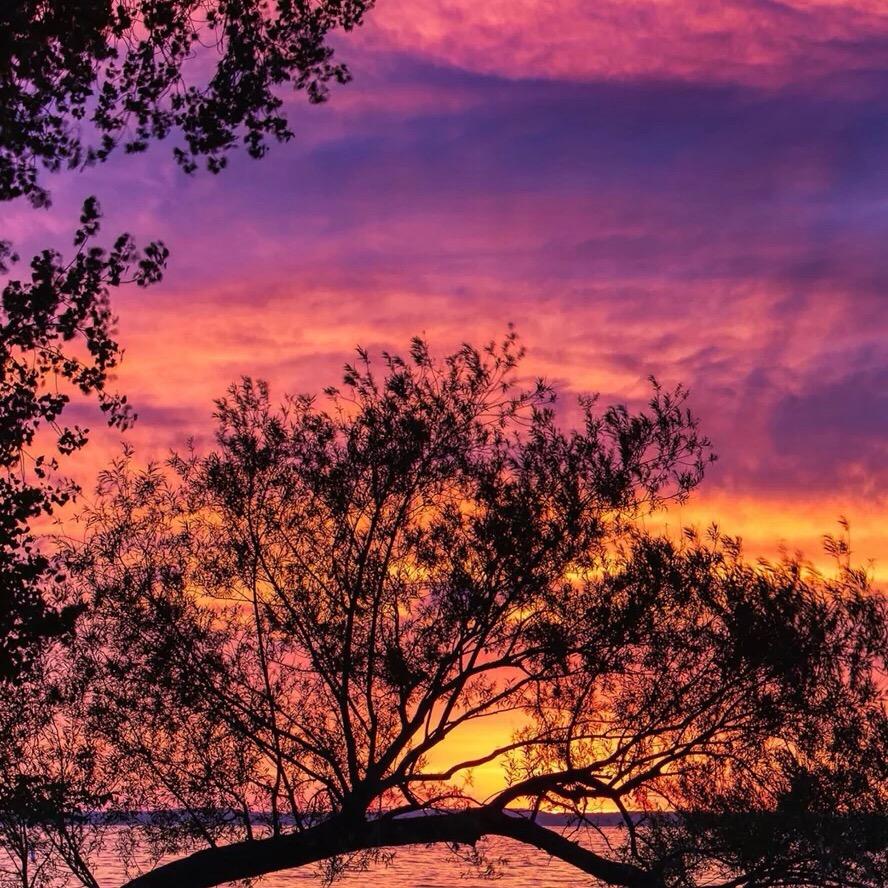 洪湖荔枝（小姨子徒弟）