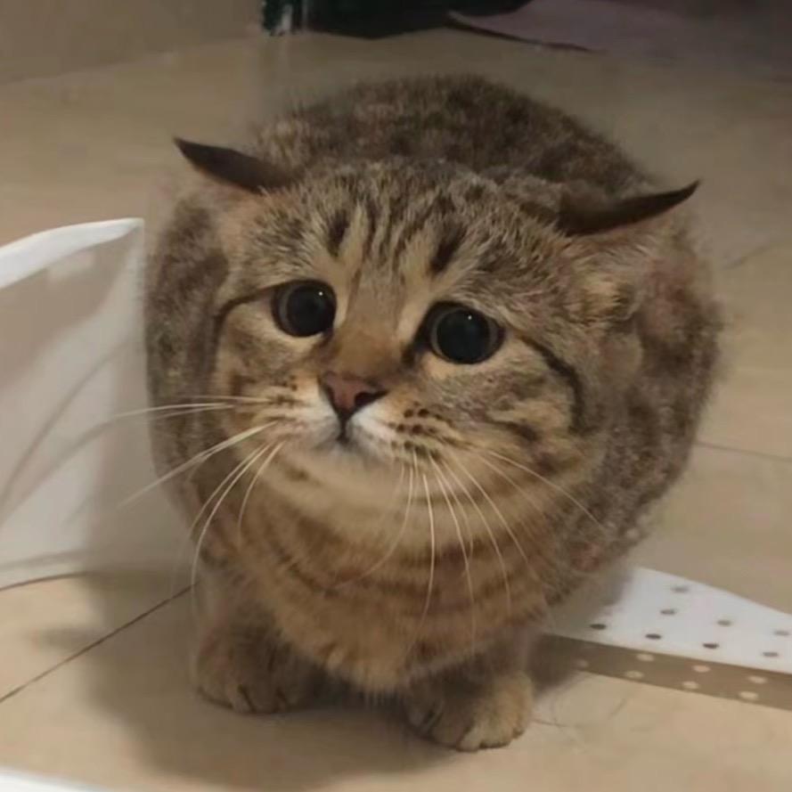 明天开始吃水煮🥯