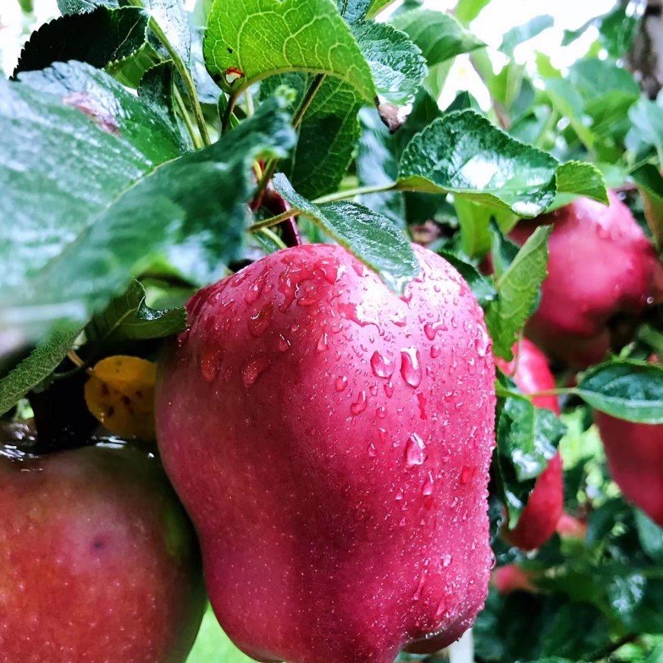 农丰甄选水果园