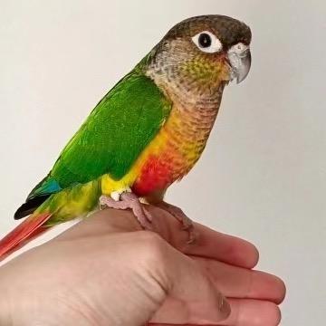 商丘裴妈妈鹦鹉养殖