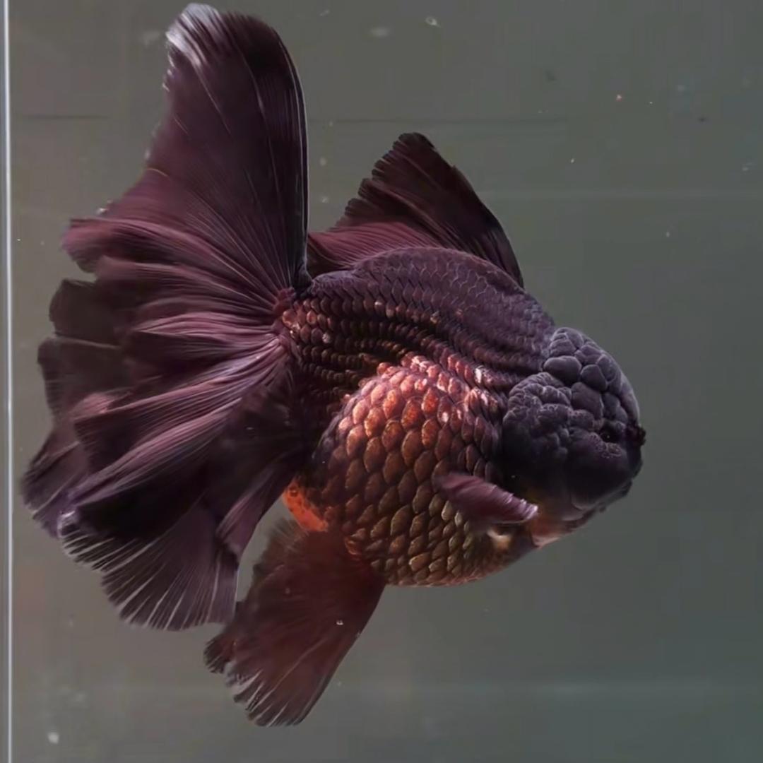 爱养鱼的80后🐟