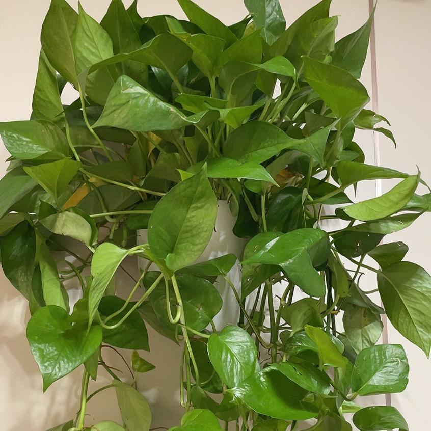 豆豆加油