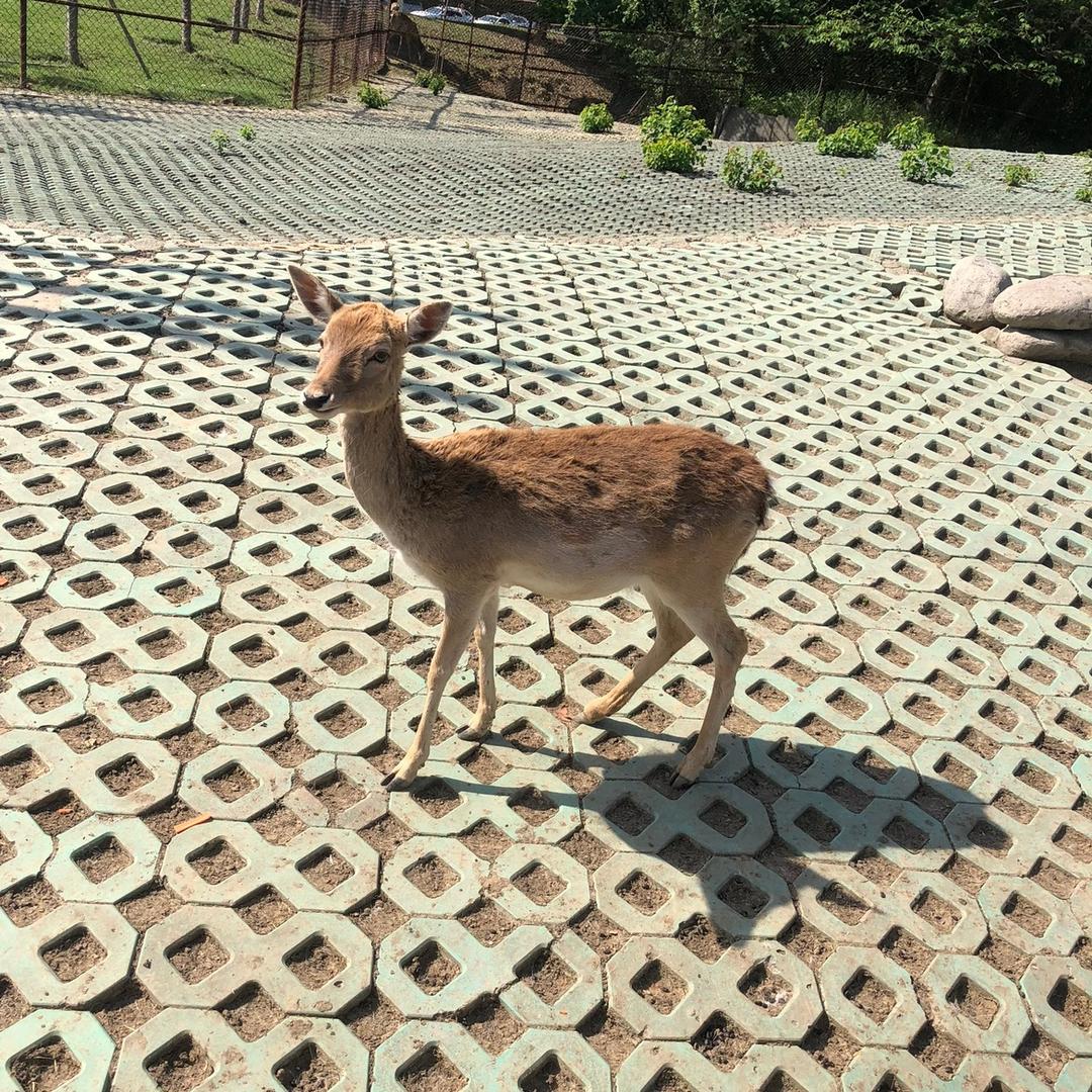 小小顾