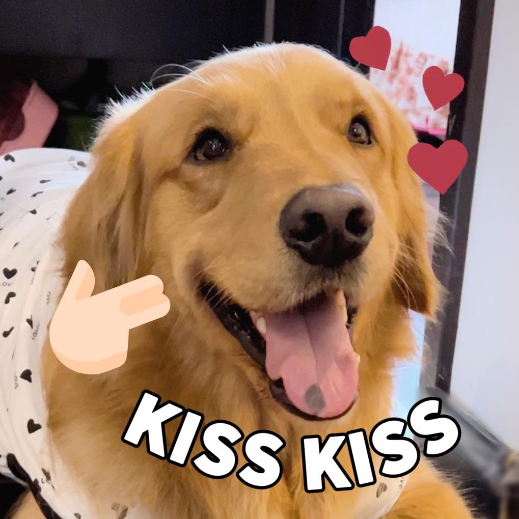 金毛 杰克🐾
