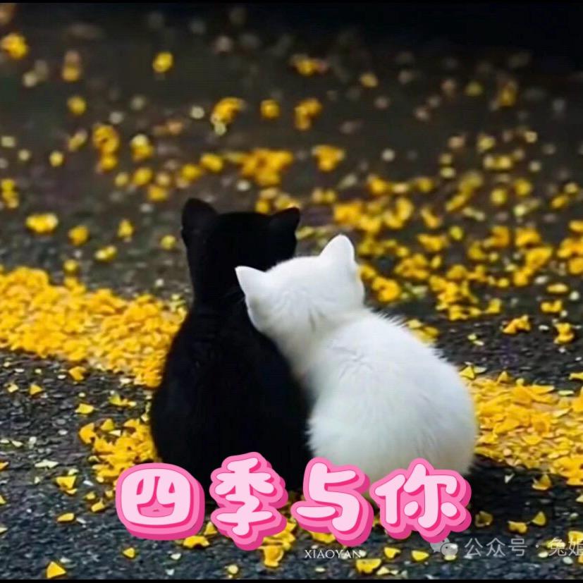 嘉启富木门全屋高端定制一小吴