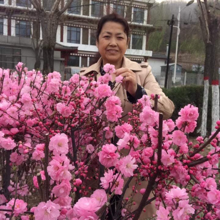 海堂花