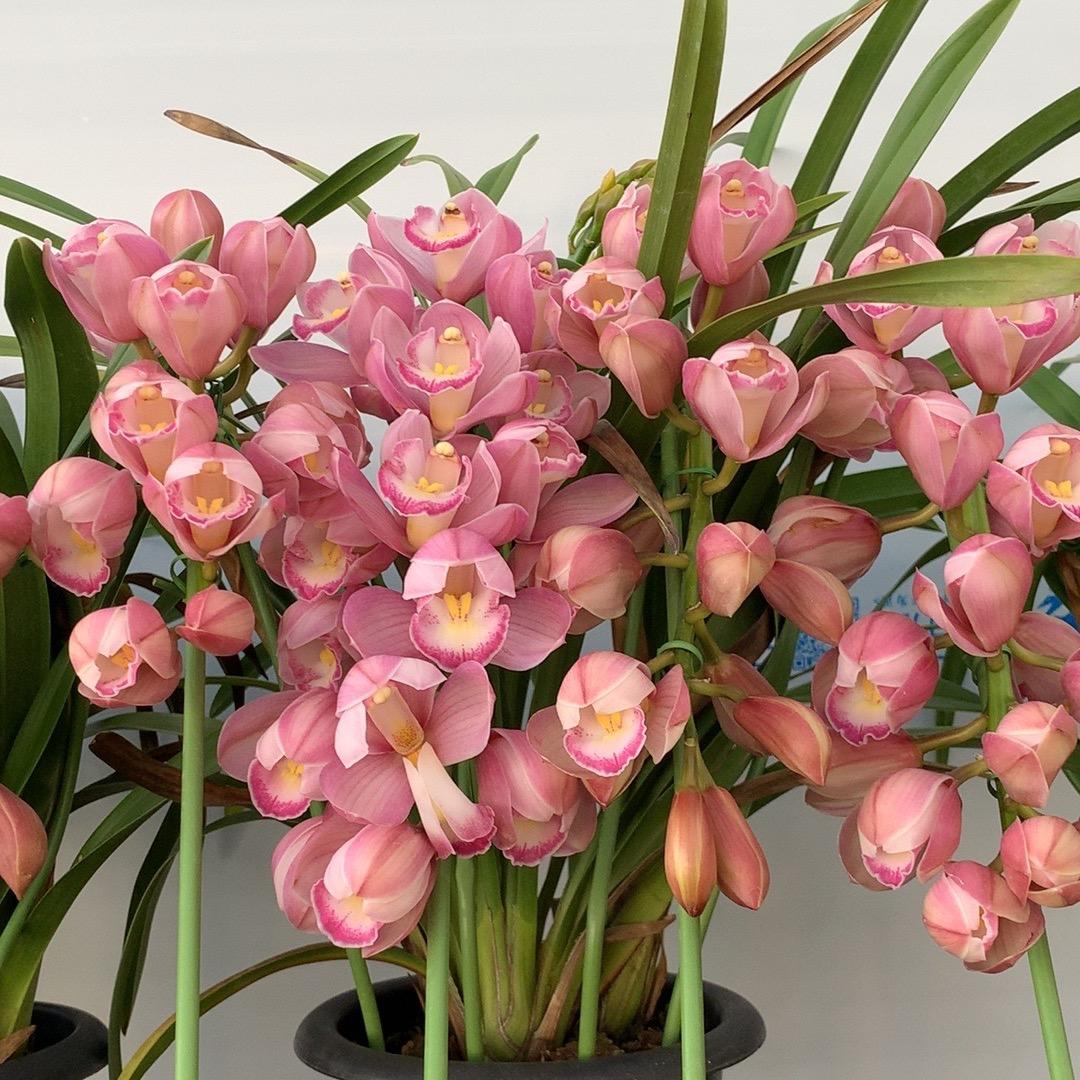 鲜仙纤(年宵花大花蕙兰）