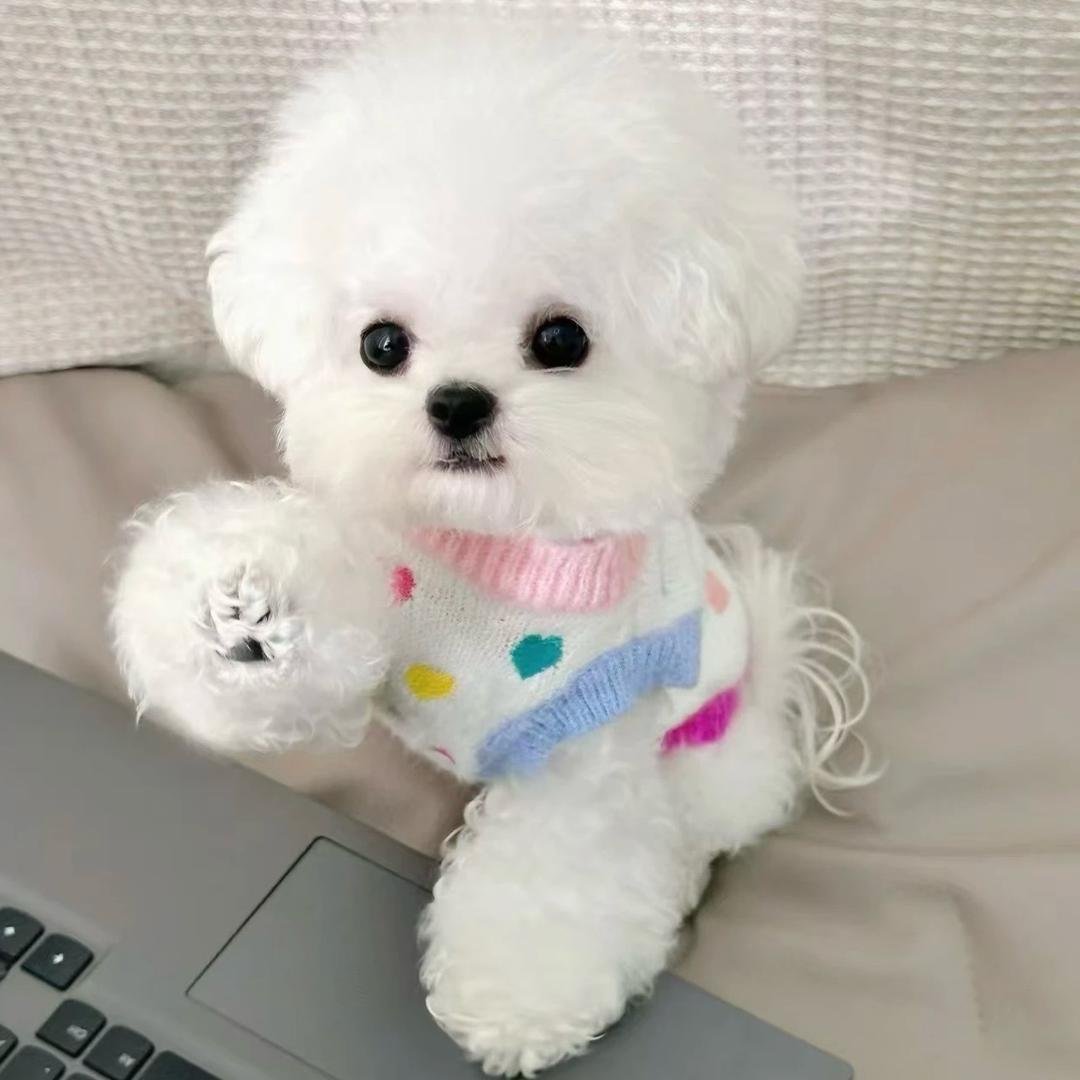 段氏犬业