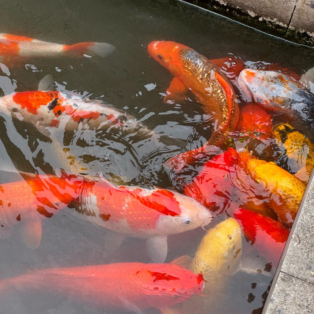 大鱼世家（竞钓版）