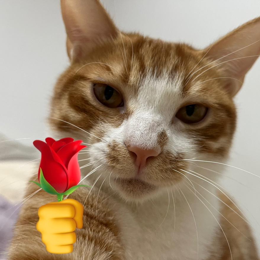 篮球标准化训练